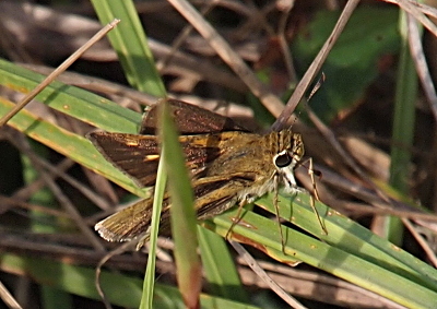 [A blade of grass cuts across this top-down view of the butterfly's partially open wings, but its head is completely visible with large dark eyes rimmed by white. The under portion of the nearest wing appears to have a light tan stripe between two dark brown ones. The back of one of the wings has two light yellow spots. The legs are light brown.]